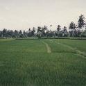IDN Bali 1990OCT01 WRLFC WGT 020  With rice being a staple, paddy field cover the landscape. : 1990, 1990 World Grog Tour, Asia, Bali, Indonesia, October, Rugby League, Wests Rugby League Football Club